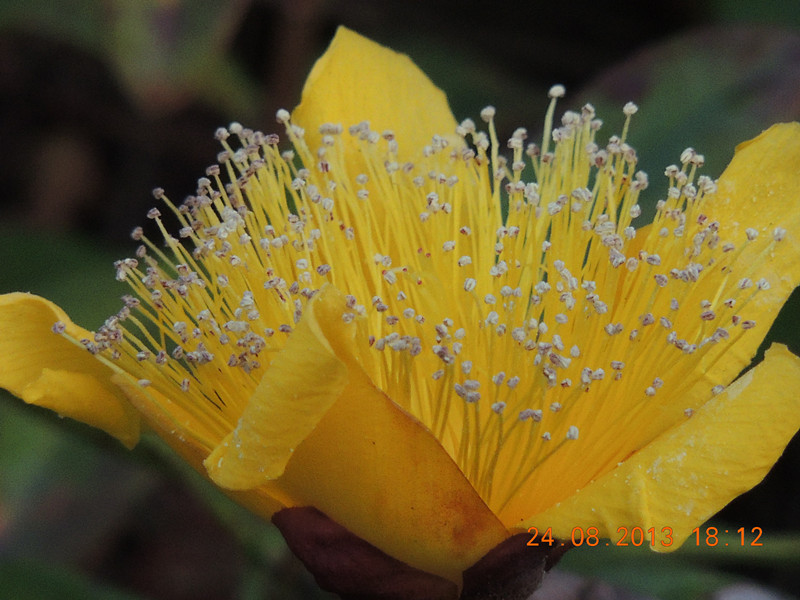 flower 705_.jpg