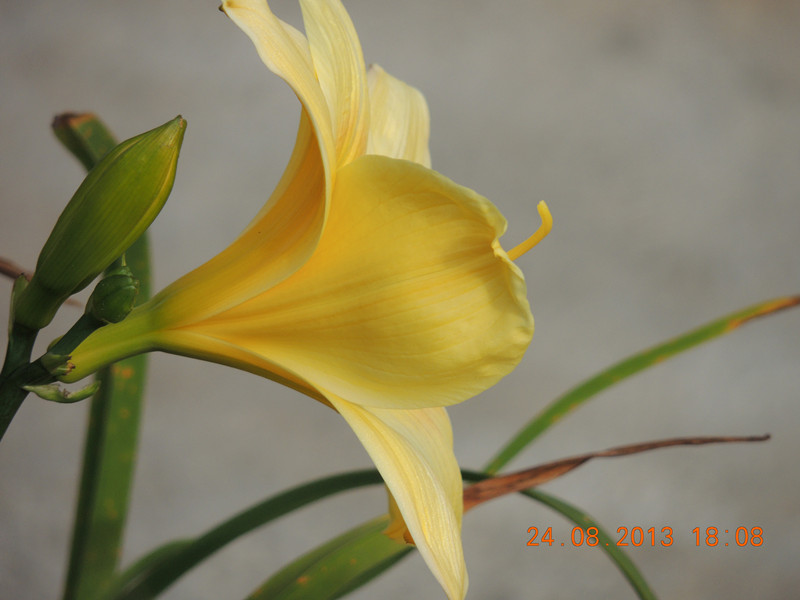 flower 701_.jpg