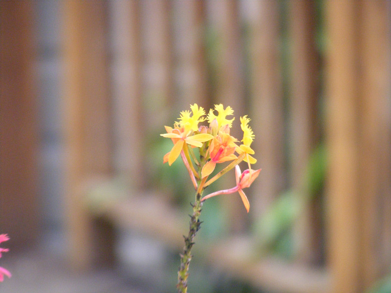 flower 427_.jpg