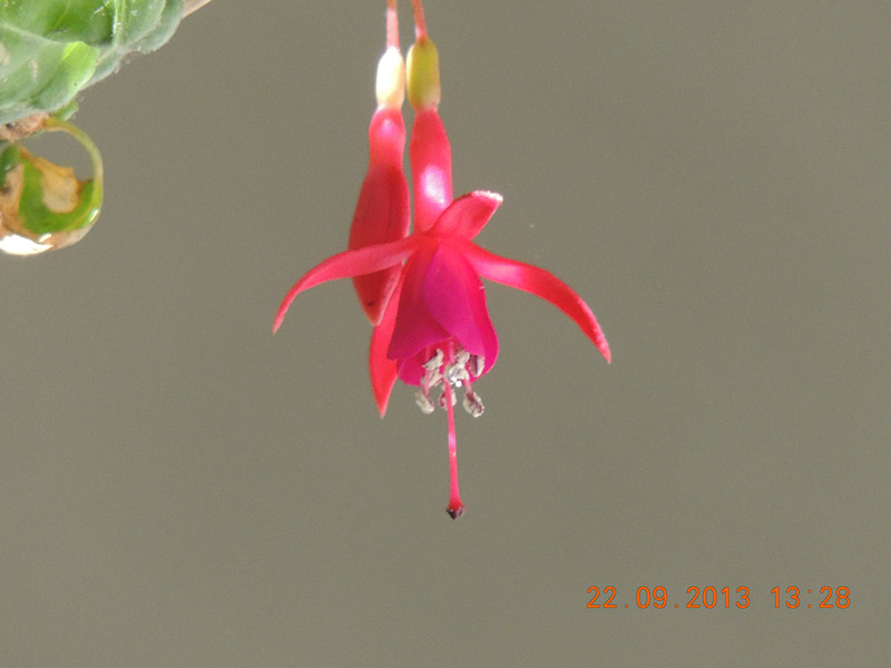 flower 1057_.jpg