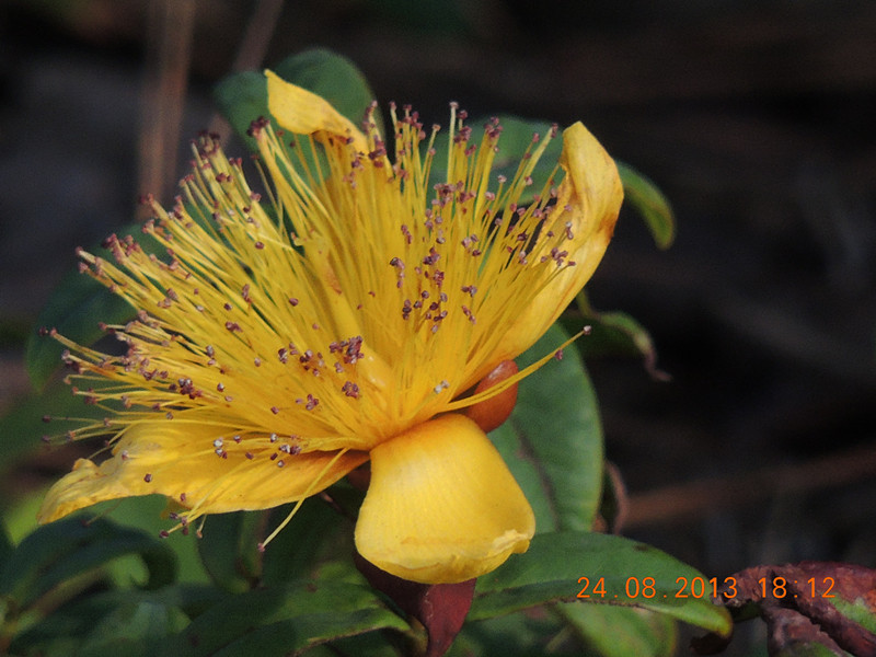 flower 706_.jpg