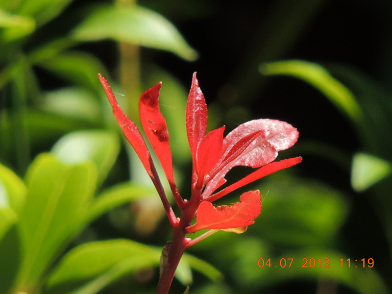 flower 097_.jpg