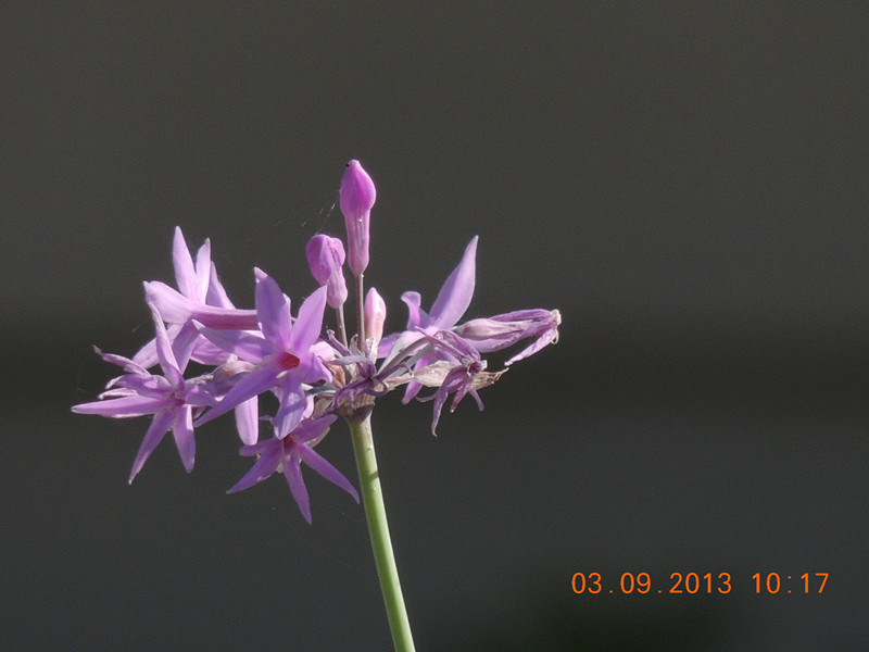 flower 846_.jpg