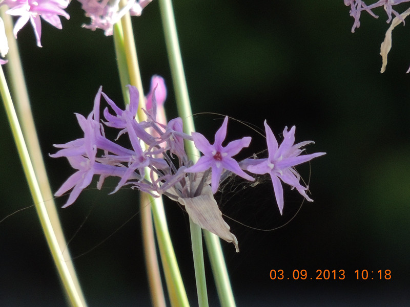 flower 854_.jpg