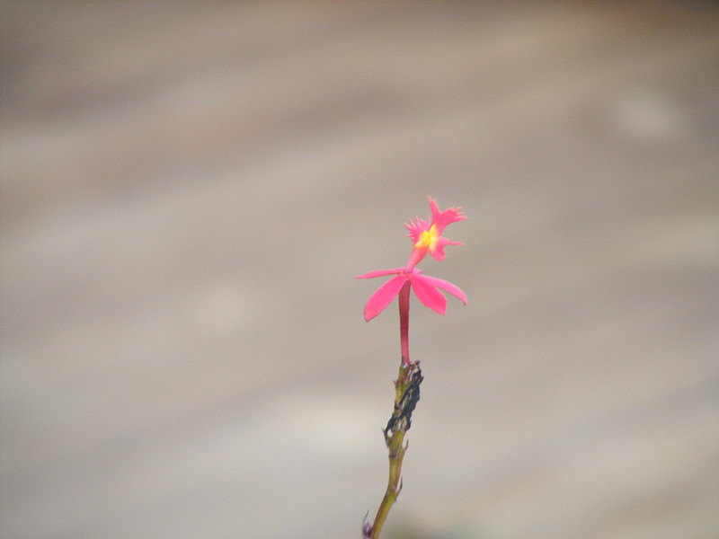 flower 428_.jpg