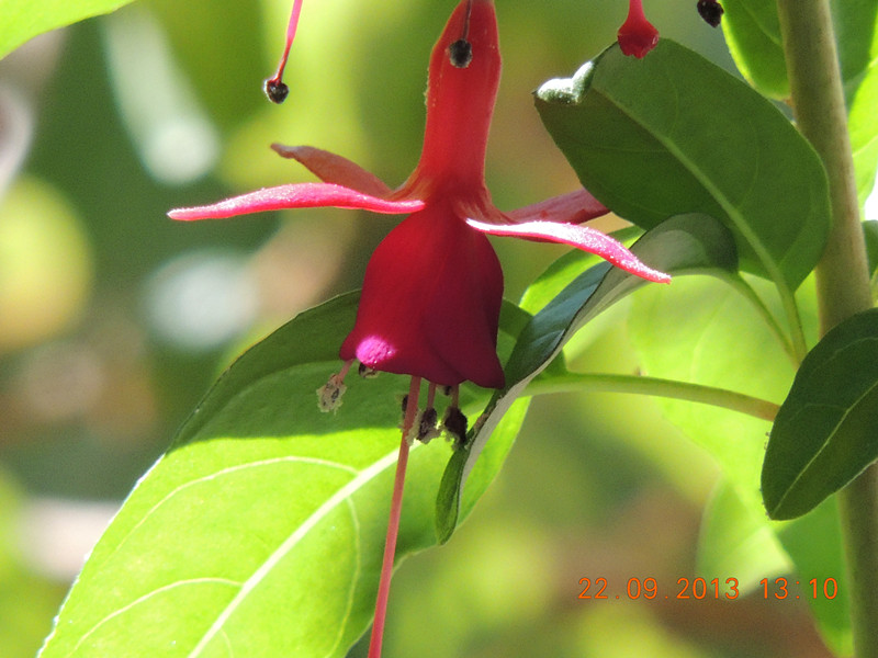 flower 1029_.jpg