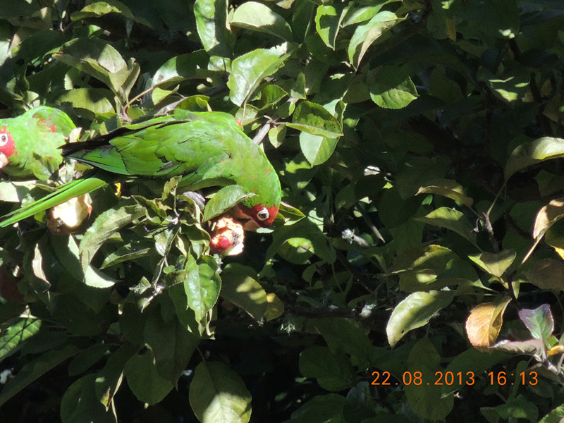 bird 332_.jpg
