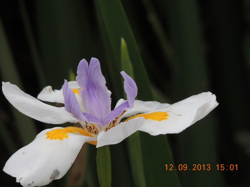 flower 897_.jpg