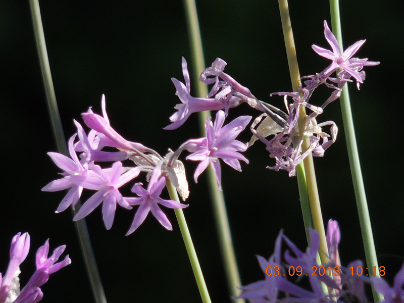 flower 853_.jpg