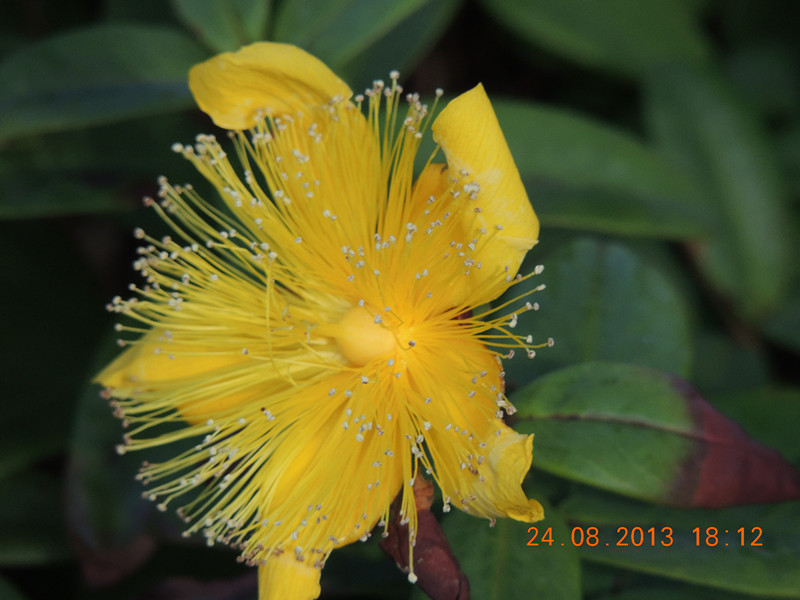 flower 702_.jpg