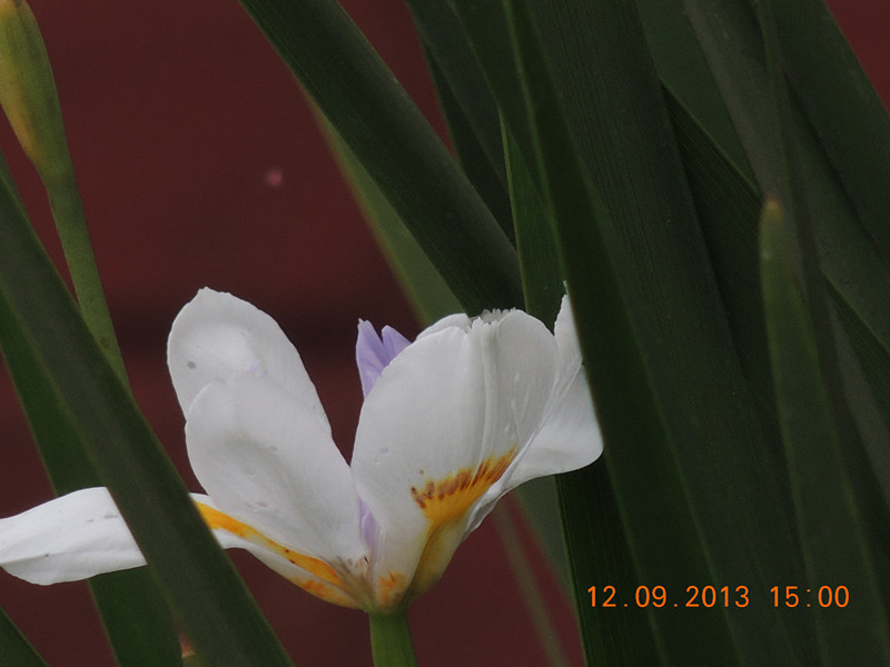 flower 886_.jpg