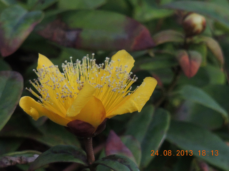flower 707_.jpg