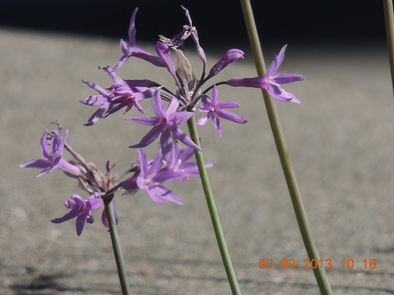 flower 856_.jpg