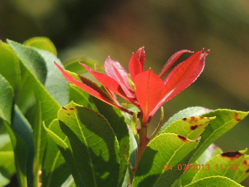flower 101_.jpg