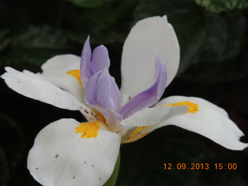 flower 888_.jpg