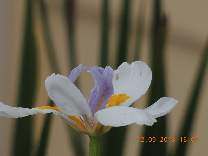 flower 908_.jpg