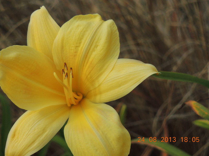 flower 683_.jpg