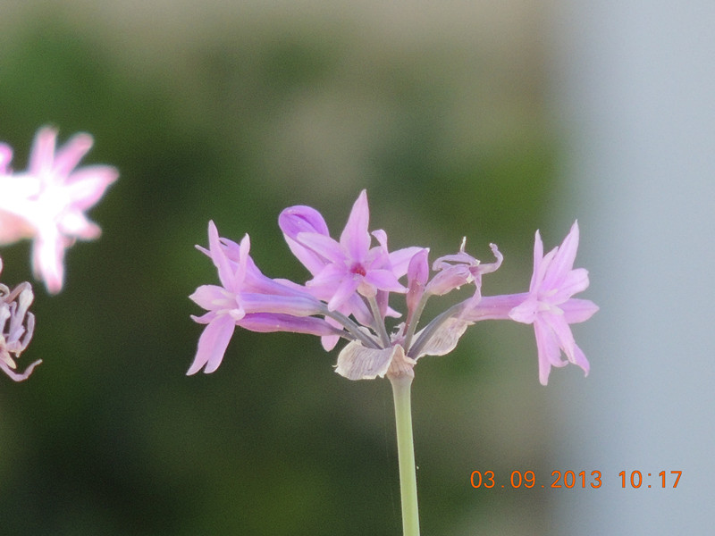 flower 849_.jpg