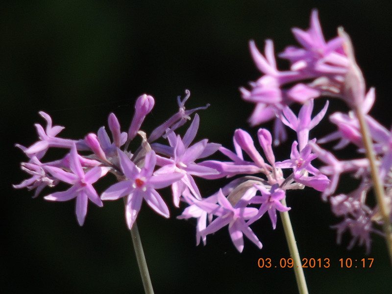 flower 850_.jpg