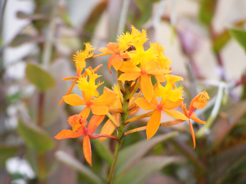 flower 423_.jpg