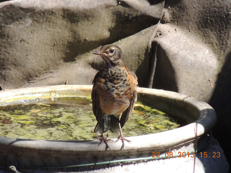 bird 208_.jpg