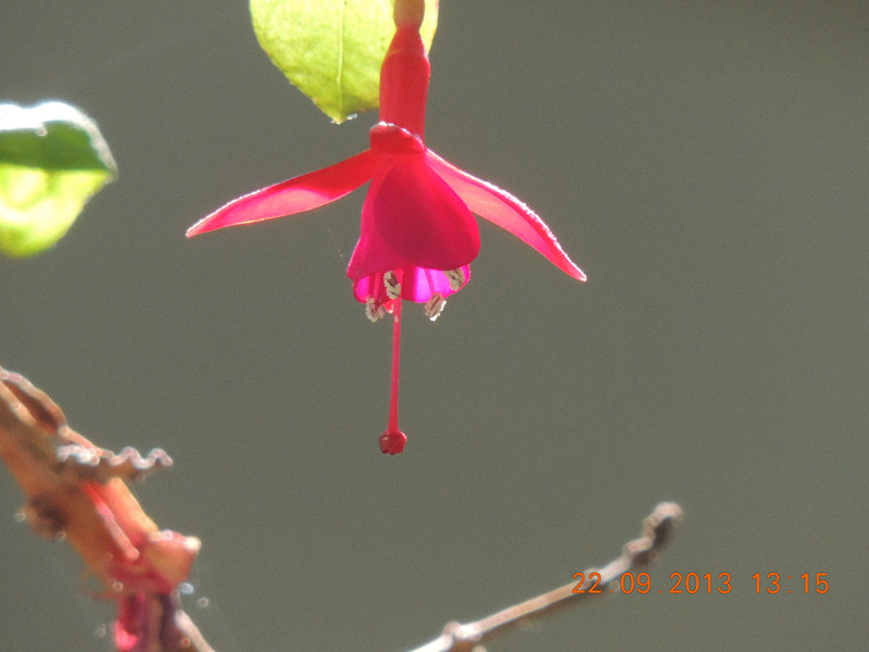 flower 1045_.jpg