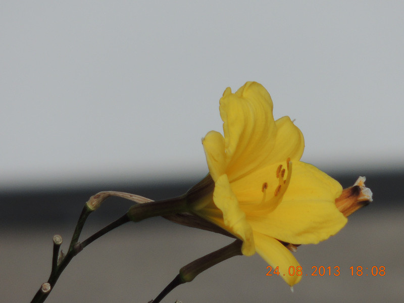 flower 699_.jpg