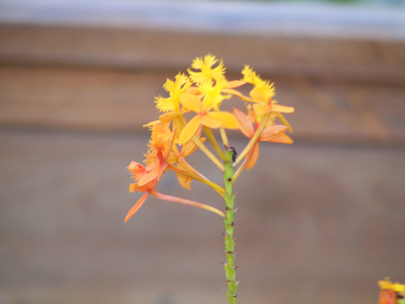 flower 433_.jpg