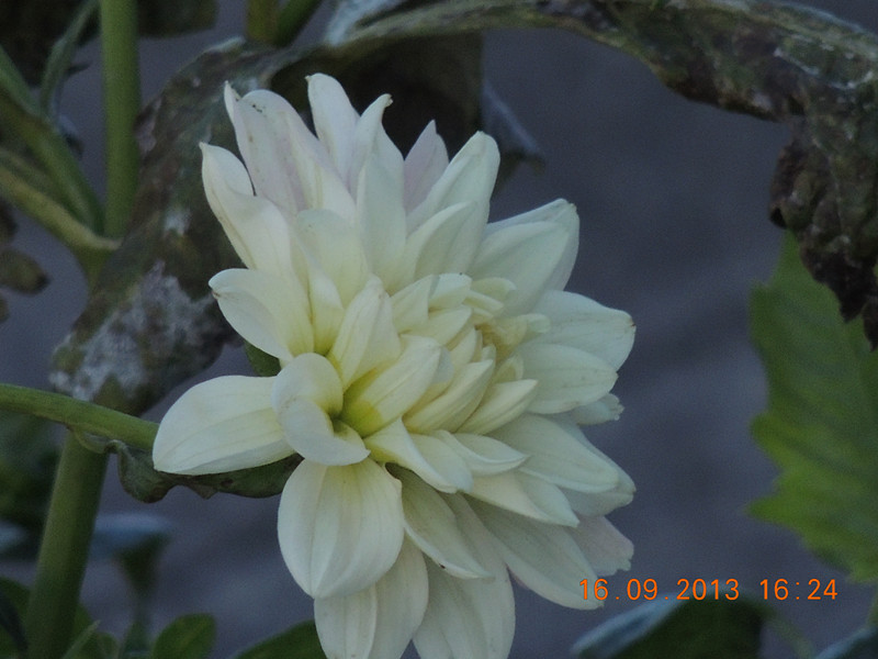 flower 978_.jpg