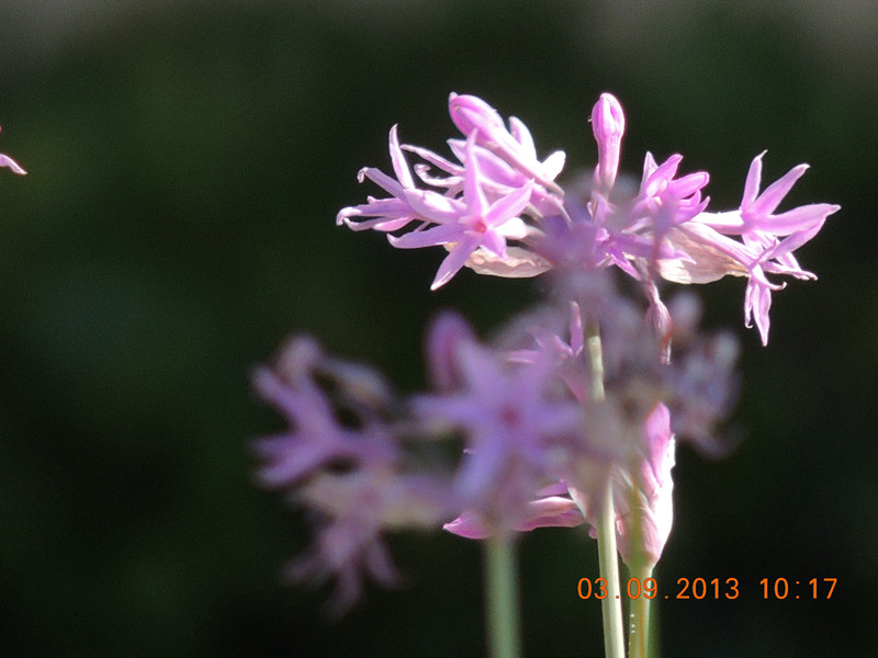 flower 848_.jpg