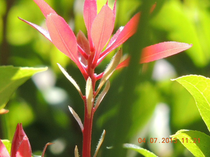 flower 103_.jpg