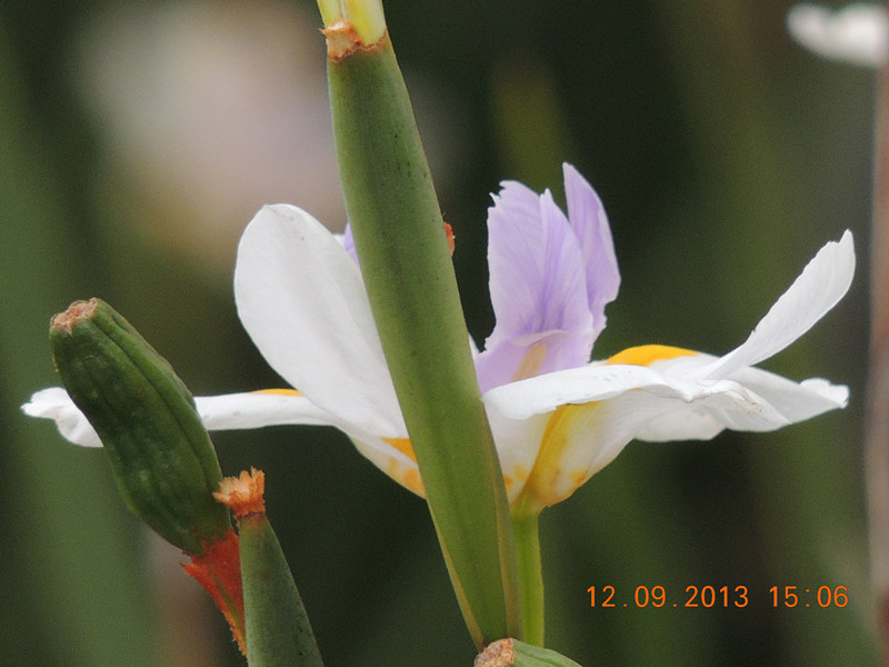 flower 924_.jpg
