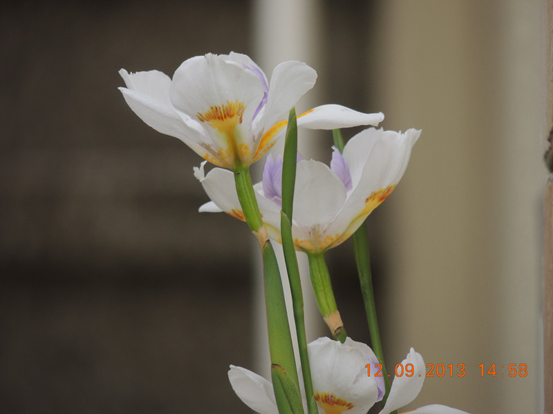 flower 880_.jpg