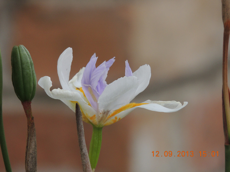 flower 893_.jpg