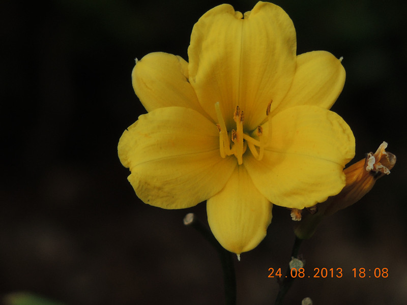 flower 698_.jpg