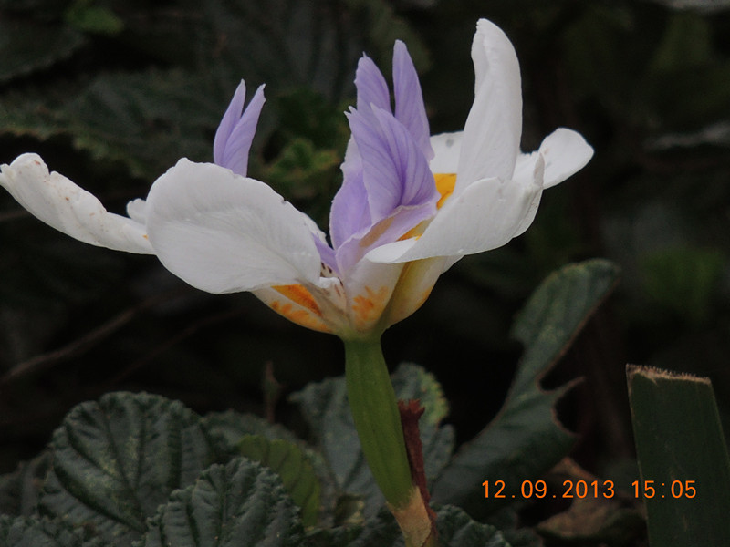 flower 921_.jpg