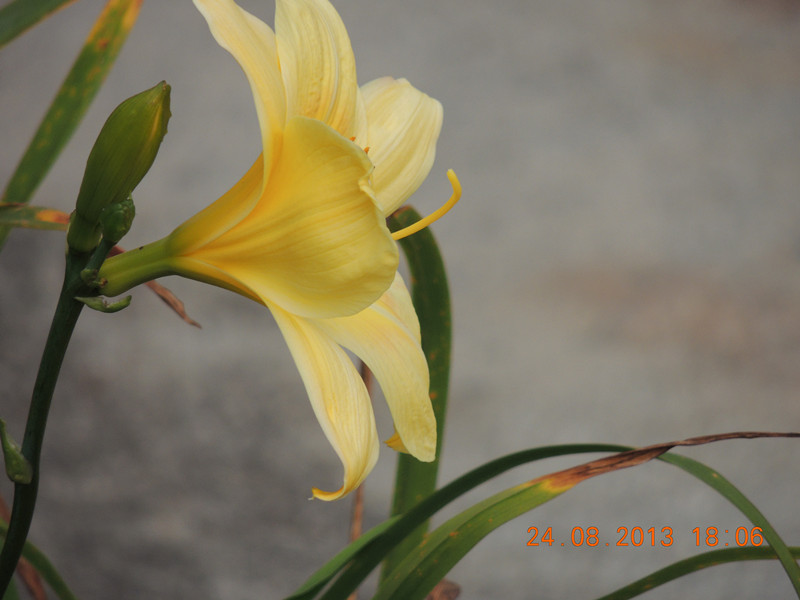 flower 685_.jpg