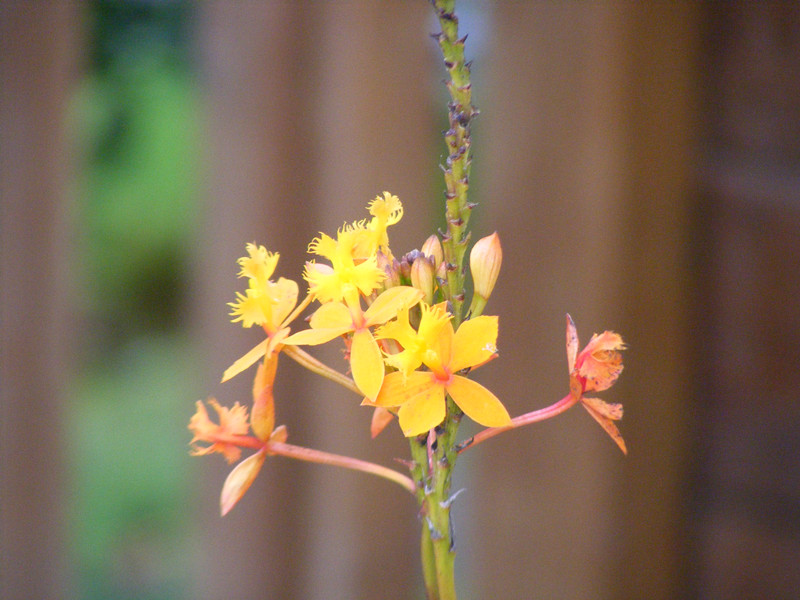 flower 430_.jpg