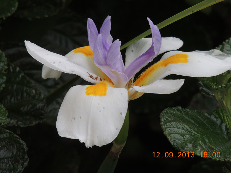 flower 889_.jpg