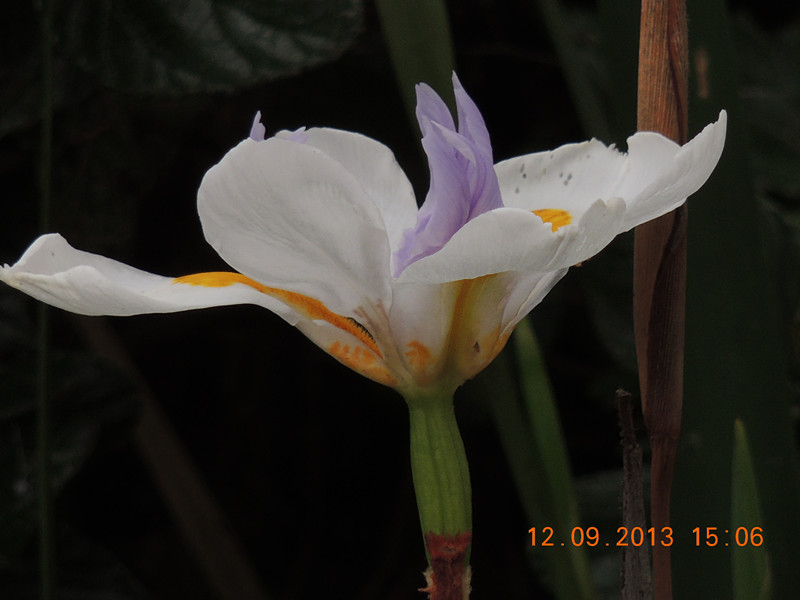 flower 923_.jpg