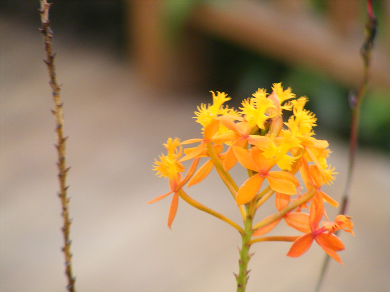 flower 422_.jpg