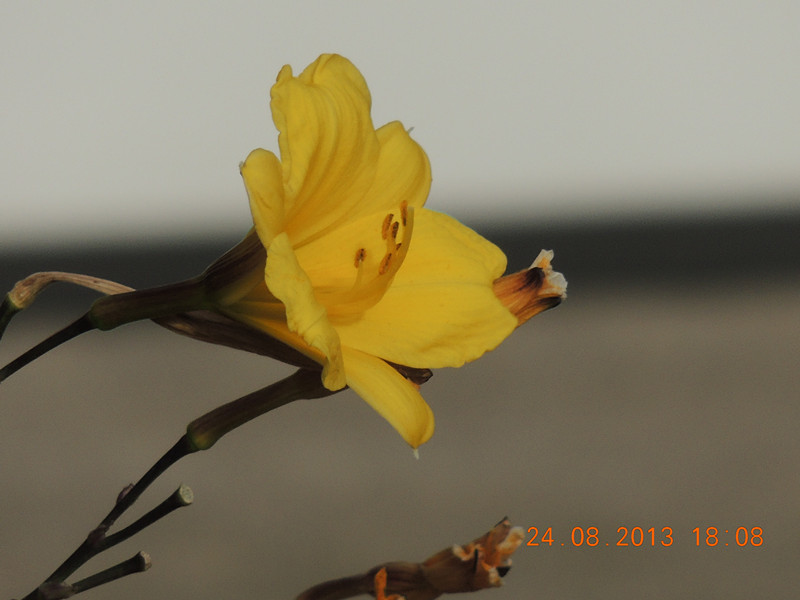 flower 700_.jpg