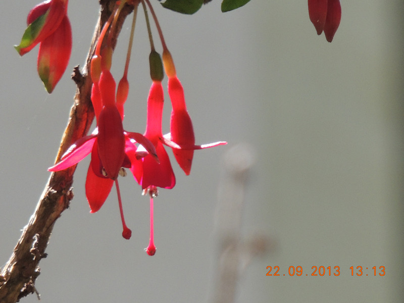 flower 1036_.jpg