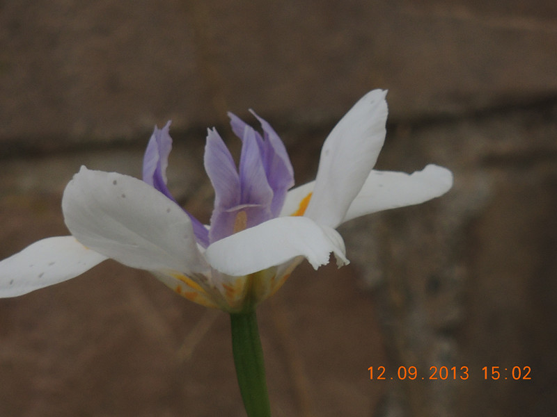 flower 904_.jpg