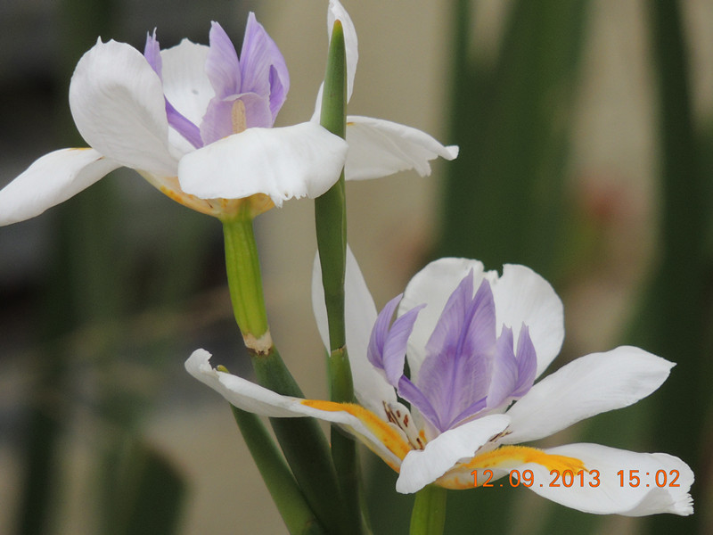 flower 903_.jpg