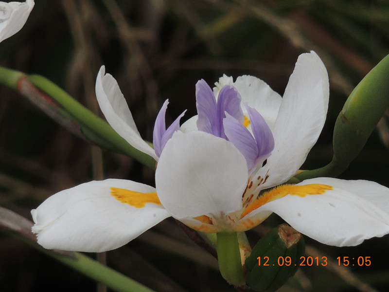 flower 916_.jpg
