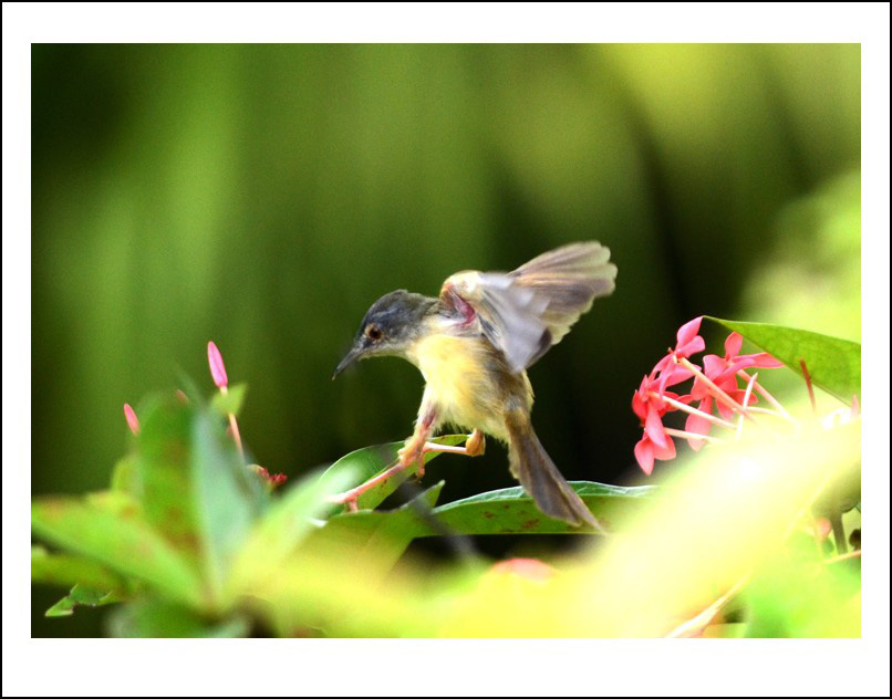 DSC_7571_conew1.jpg