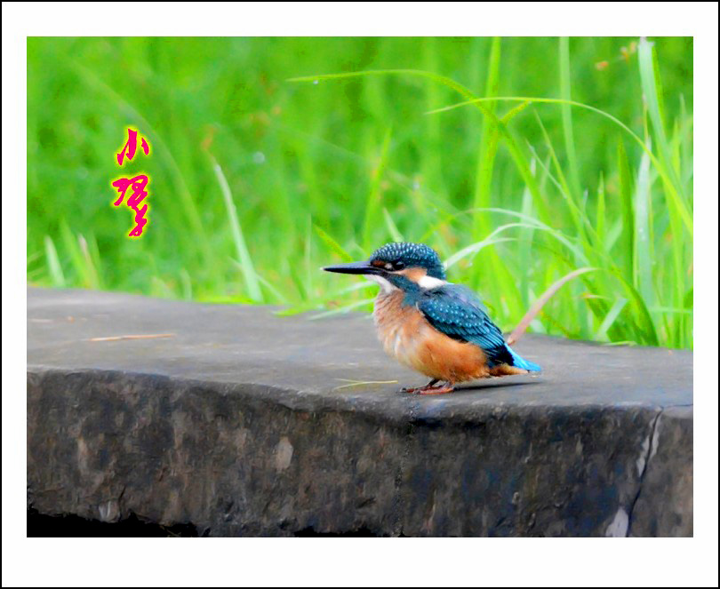 DSC_7983_conew1.jpg