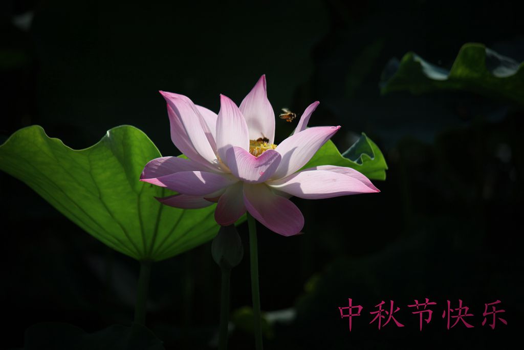 IMG_9485__.jpg