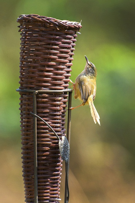 DSC_7377.jpg